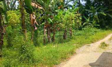 jual tanah kebun luas 5600 meter surat sppt girik