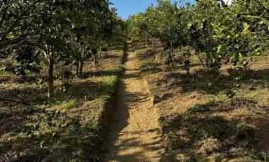 jual tanah kebun sangat bagus di kintamani bangli bali