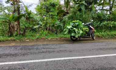 jual tanah perkebunan murah