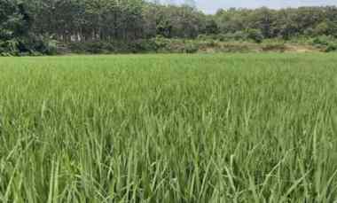 Tanah Dijual di Jl. Sigerudug, Kec. Cipocok Jaya, Kota Serang, Banten