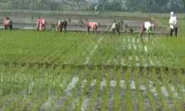 jual tanah sawah bekonang mojolaban sukoharjo
