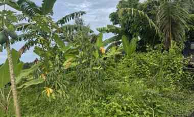 jual tanah view sawah