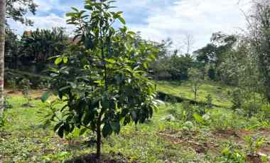 kebun alpukat 2100m udara sejuk karanganyar