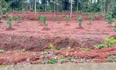 kebun alpukat 2305m2 450juta kerjo karanganyar