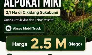 Kebun Alpukat Miki 2 Ha di Cikidang Sukabumi
