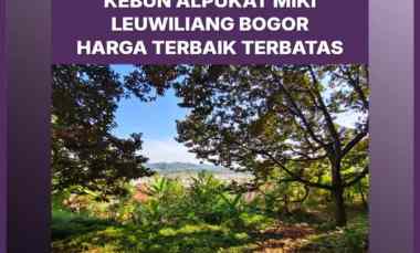 kebun alpukat miki rp 150 rb m di bogor