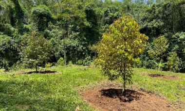 kebun durian 1000m2 200 jt nego karanganyar