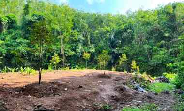 kebun durian 1018m 200 juta kerjo karanganyar