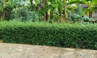 kebun durian 1282m siap panen utara pasar mojogedang
