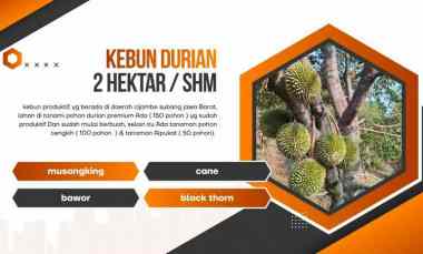 kebun durian 150 pohon premium subang