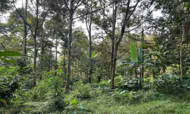 kebun durian 2400m siap buah karanganyar