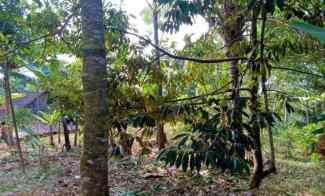Kebun Durian 450m2 75 juta Karanganyar