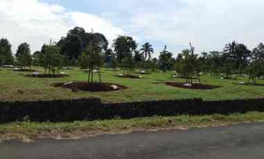 Kebun Durian Black Thorn 70 Pohon Subang