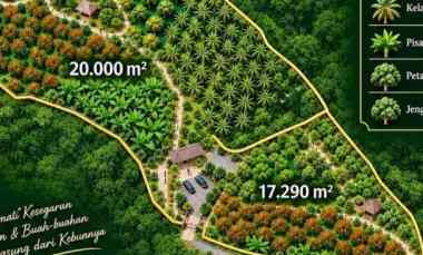 kebun durian cijambe subang jawa barat