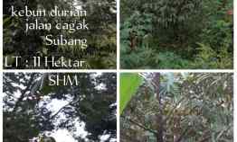 Kebun Durian, Daerah Jalan Cagak Subang Jawa Barat