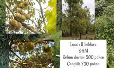 kebun durian dan cengkih subang jawa barat