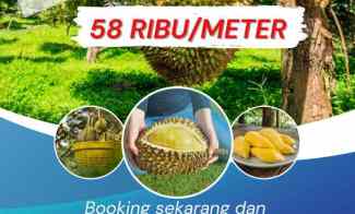Kebun Durian Musang King Bogor