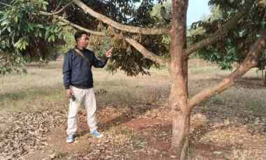 Kebun Durian Premium 1.114 Pohon