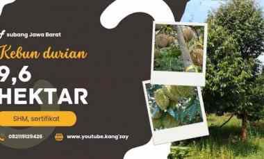 Kebun Durian Premium, 1.114 Pohon, Subang