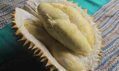 kebun durian produktif cijambe subang