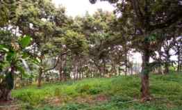 Kebun Durian Produktif, Daerah Subang Jawa Barat