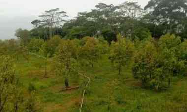kebun durian produktif subang jawa barat
