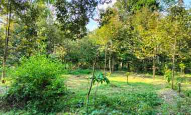 Kebun Durian Siap Panen 1400m Karanganyar