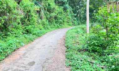 kebun durian siap panen 7700m 500jt jenawi karanganyar