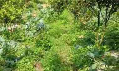 kebun jeruk di desa daup kintamani bali