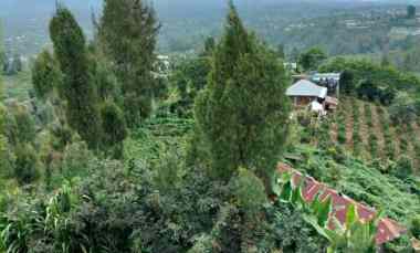 kebun jeruk di desa daup kintamani bali