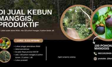 kebun manggis 100 pohon subang jawa barat