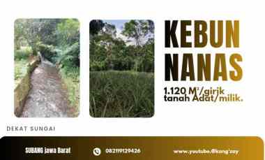 kebun nana s ciater subang lahan produktif