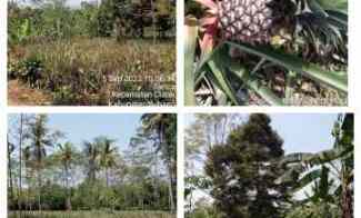 Kebun Nanas Daerah Ciater Subang Jawa Barat