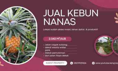 kebun nanas daerah jalan cagak subang