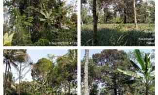 Kebun Nanas, Daerah Kasomalang Subang Jawa Barat