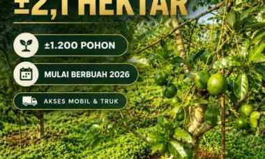 Tanah Dijual di Cikidang