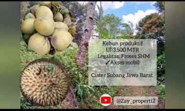 Kebun Produktif, Daerah Ciater-subang Jawa Barat
