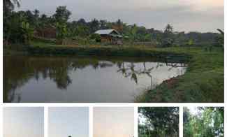 Kebun Rambutan, Kolam Ikan, Area Pesawahan Subang
