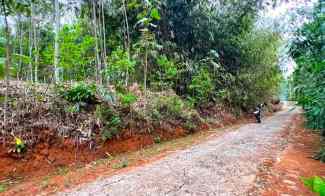 kebun sengon 897m2 mojogedang karanganyar
