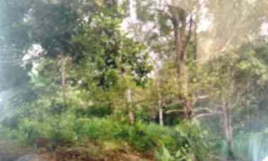 kebun shm desa medowo kandangan pare kediri