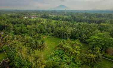 kesempatan langka di ubud