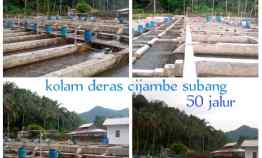 Kolam Deras Produktif, Cijambe - Subang, Jawa Barat