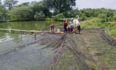 Kolam Ikan di Desa Sumber Sari Kec. Pagaden Subang