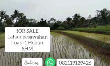 lahan sawah air subur sgalherang subang jawa barat