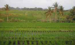Land For Lease in Pererenan Bali