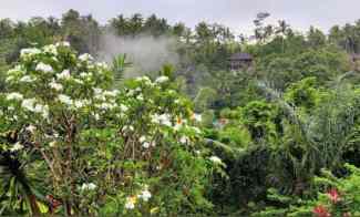 Land For Leasehold in Kedewatan Ubud With Jungle Views