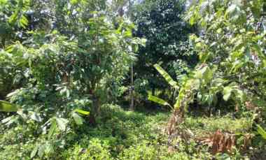 Langka Banget Tanah Murah 9 are di Desa Lumbung