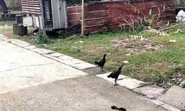 miliki kavling bintaro house hunian ekslusif sektor 9