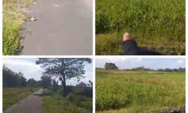 sawah 2250m2 dijual cepat 360jt dipolangarjo klaten