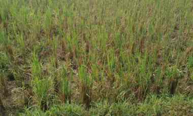 sawah produktif 2 x panen pertahun